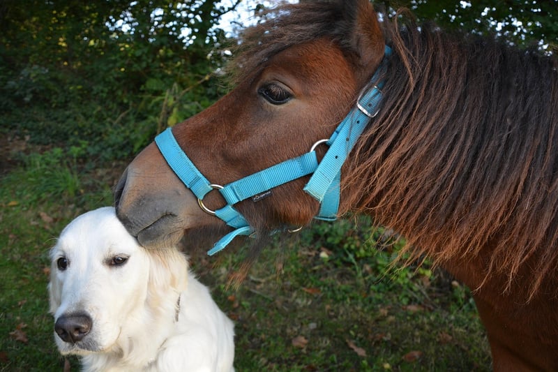 Fairytale Kisses